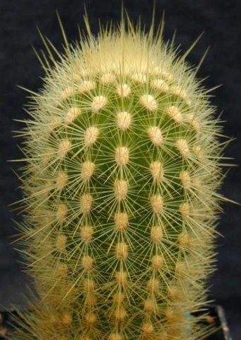 Lasiocereus_rupicola